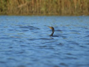 cormorant-in-water-28aug161
