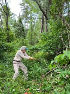 Person trimming vegetation in a lush forest area with tools