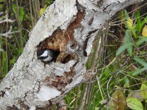 Bird sitting in a Hole in Tree