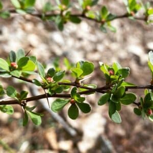 Close-up of a branch with green leaves and small buds.