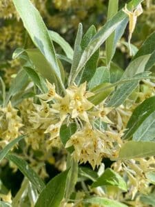 Close-up of yellow flowers with green leaves in sunlight.