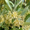 Invasive Plant Identification 101 – June 30