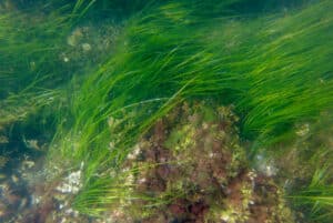Underwater view of seagrass growing in shallow water.