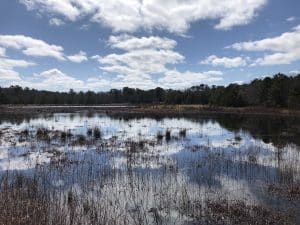 View of Lake in Forest