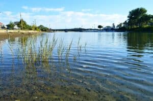 Shallow water with grasses and a calm, clear sky above.