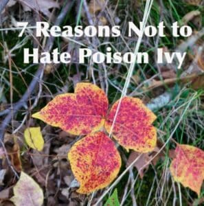 Red poison ivy leaves in the grass.