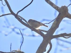 Bird sitting on a Branch