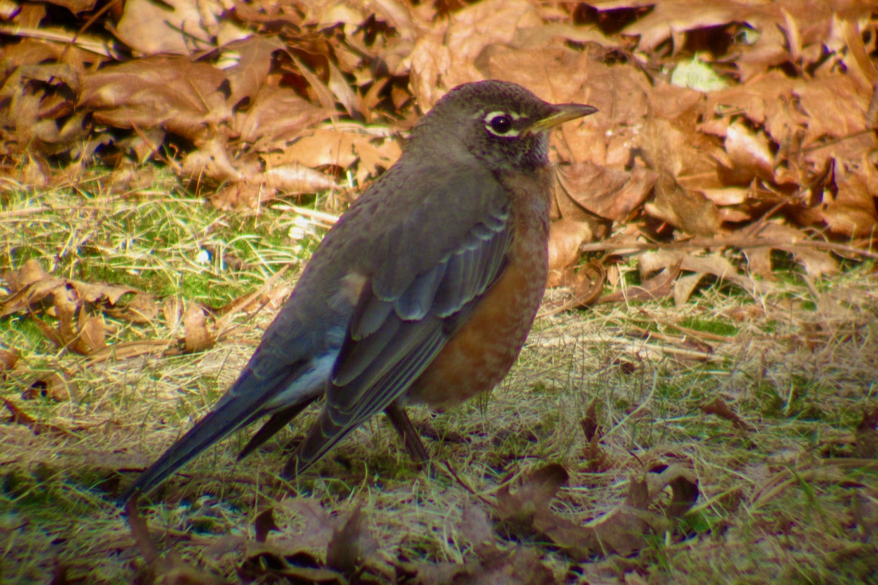 Winter Robins – Wareham Land Trust