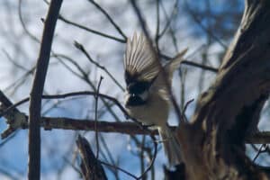 A chickadee bird perched on a branch with outstretched wings.