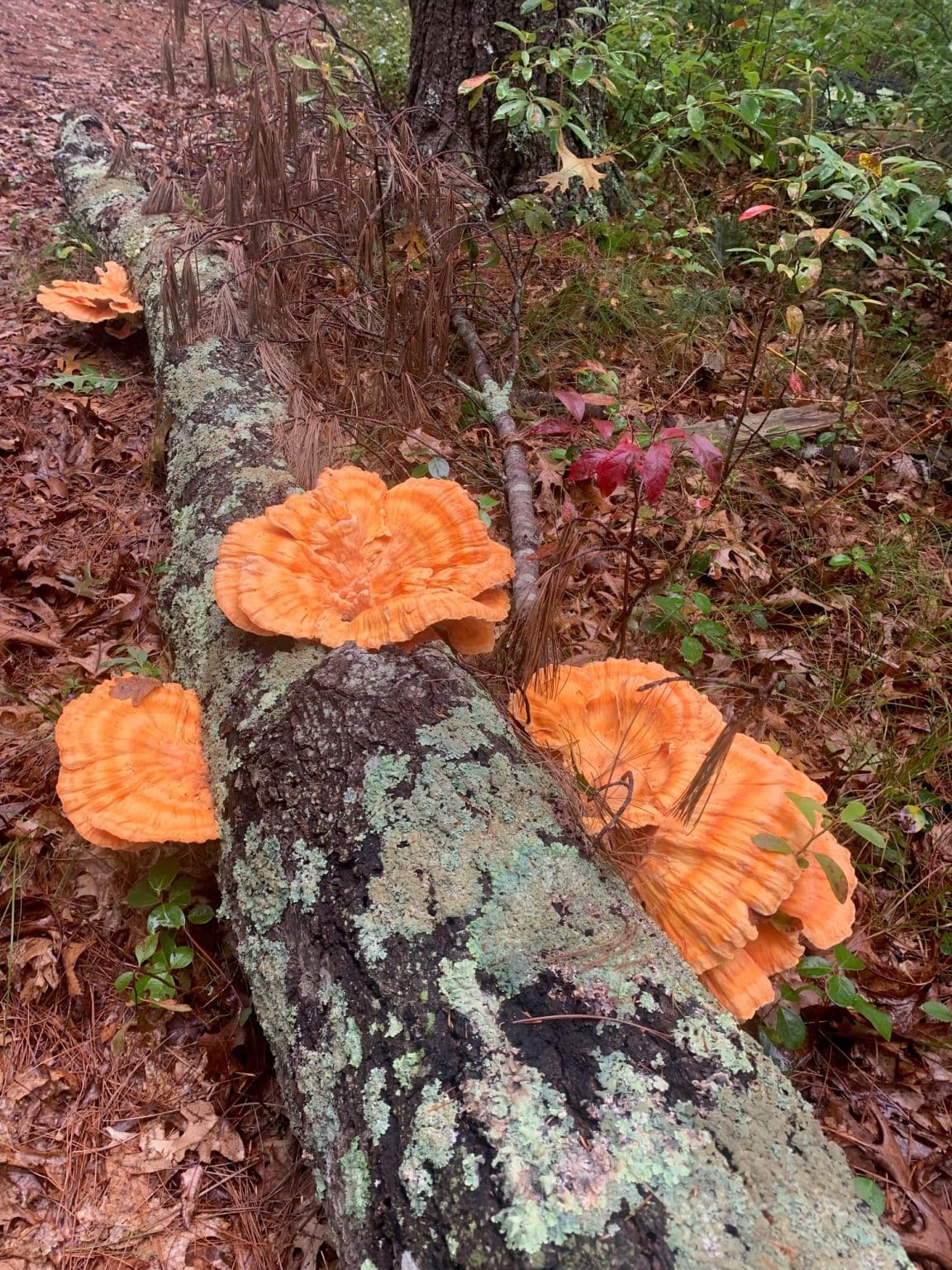 The Work of Miriam C. Rice – Wareham Land Trust