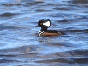 Duck swimming in a lake