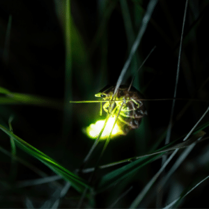 A firefly glowing in the grass at night.