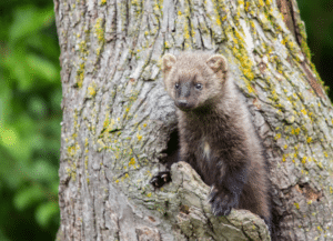 A young marten standing on a tree trunk, looking curiously.