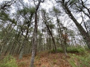 A picture of forest