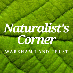 Naturalist's Corner Logo