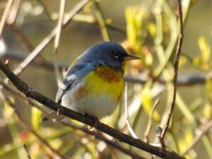 A Bird