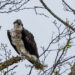 Osprey Advocates “Pole-aborate” on New Nesting Platform