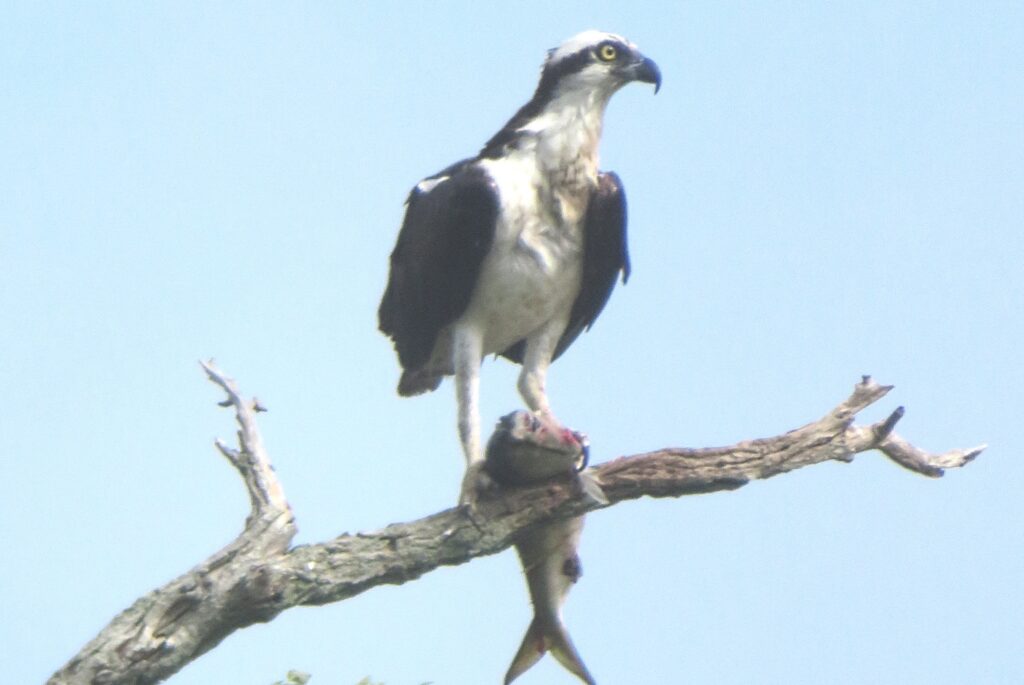 Osprey with Fish in Talons