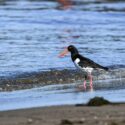 Awesome Oystercatchers