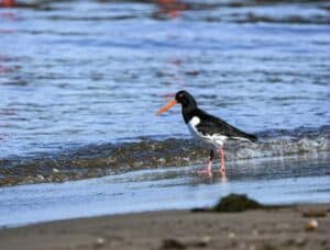 Oystercatcher bird on the beach