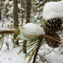 10 Ways to Enjoy Nature in Winter