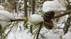 Snow on the tree