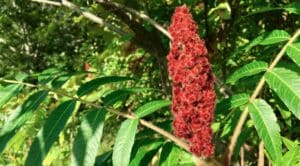 Red sumac seed head.