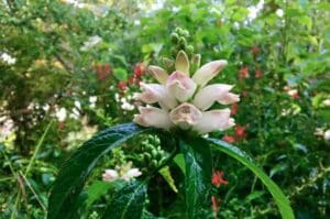 White Turtlehead