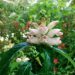 September Blooms – White Turtlehead