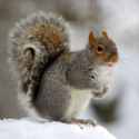 Nuts About Squirrels – Jan 17