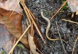 2linedsalamander_FBWoods