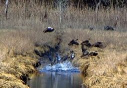 Birds flying above a stream