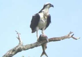 Osprey with Fish in Talons