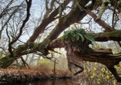 fallen tree laying out over a river