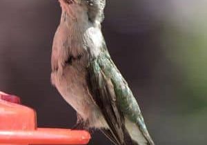 A picture of humming bird