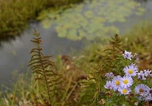 A picture of white flowers