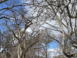 A view of bare trees against a cloudy and blue sky.