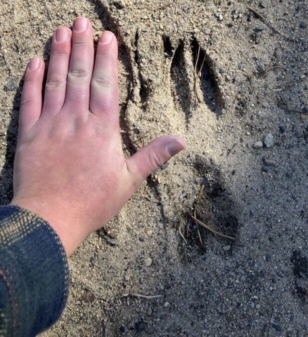 Deer Print