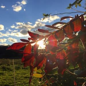 Backlit red leaves with a sunny sky backdrop