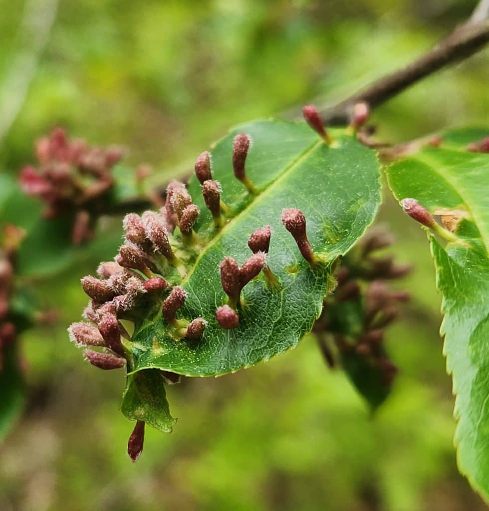 Galls from the black cherry leaf mite, a food source for caterpillars of the cherry gall azure butterfly. (Photo by: Justin Cifello)