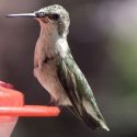 DIY Hummingbird Nectar
