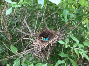 Bird's nest with blue eggs in a bush, surrounded by leaves.