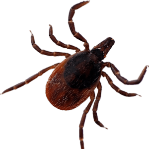 Close-up of a tick on a white background