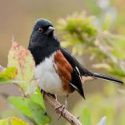Ode to a Towhee: Passerine Kerfluffle