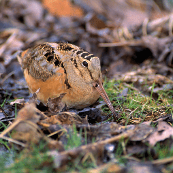 The American woodcock, scolopax minor. 